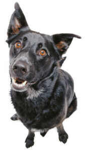 Pet Corner Image